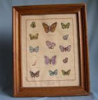 incisione epoca 800 acquerellata a mano raffigurante farfalle