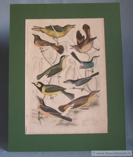 Stampe uccelli: Incisioneornitologia 1836-1839