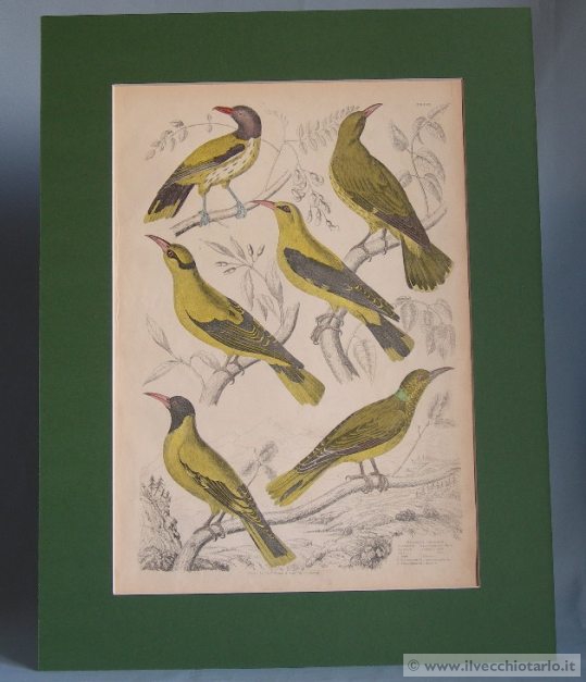 antica stampa uccelliornitologica